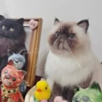 three dimensional whole body photo review