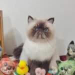 three dimensional whole body photo review