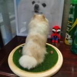 three dimensional whole body photo review