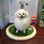 three dimensional whole body photo review