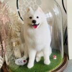 three dimensional whole body photo review