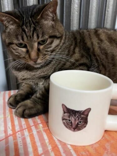 Chubby Mug photo review