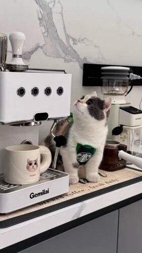 Chubby Mug photo review