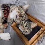 Photo frame avatar photo review