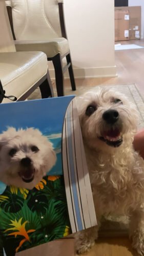 The Surfer photo review