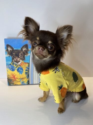 The Surfer photo review