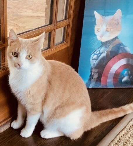 Captain Pawmerica photo review