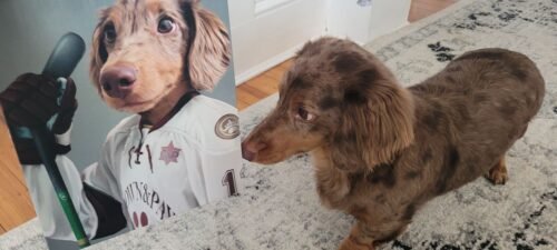 The Ice Hockey Player photo review