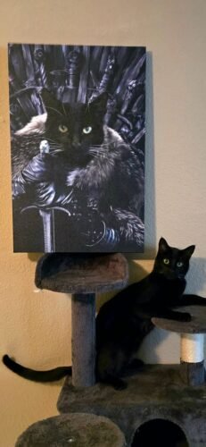 The King in the North photo review