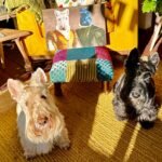 The Captain photo review