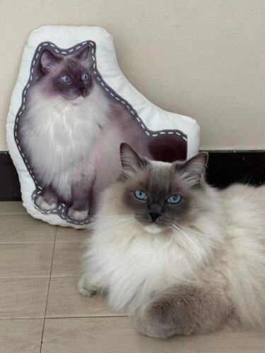 pillowcase photo review