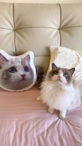 pillowcase photo review