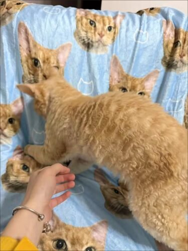 Blanket photo review